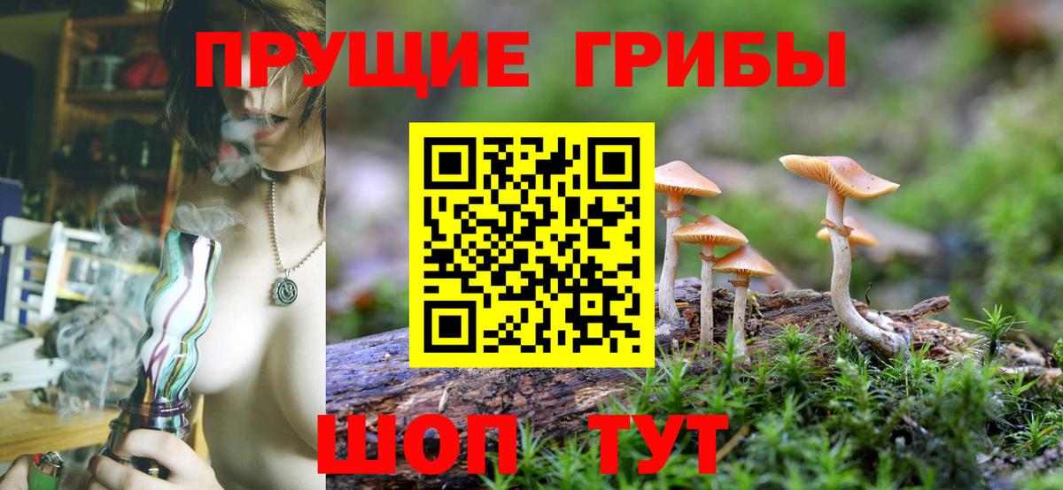 Псилоцибиновые грибы Psilocybe Отрадное